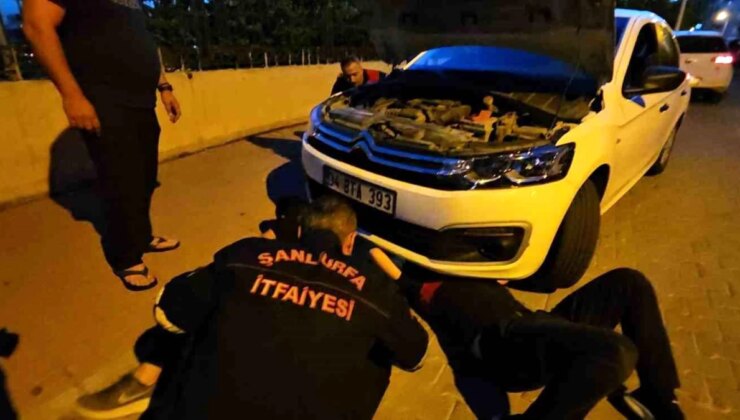 Şanlıurfa’da Otomobilin Motor Bölümüne Sıkışan Kedi İtfaiye Tarafından Kurtarıldı