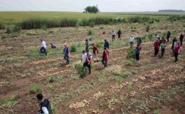 Şanlıurfa’da Soğan Hasadı Başladı: Yüksek Verim Çiftçileri Memnun Etti