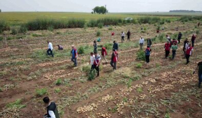 Şanlıurfa’da Soğan Hasadı Başladı: Yüksek Verim Çiftçileri Memnun Etti