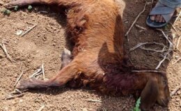 Suruç’ta Başıboş Köpeklerin Saldırısı: 1 Keçi Telef Oldu, 2 Koyun Yaralandı