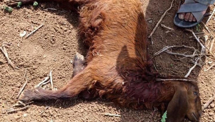 Suruç’ta Başıboş Köpeklerin Saldırısı: 1 Keçi Telef Oldu, 2 Koyun Yaralandı