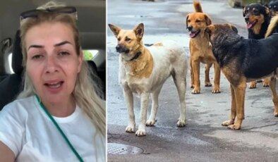 Kuduz köpekleri Ankara’ya taşımıştı! Hayvanlar için para toplayan kadın emlak zengini çıktı